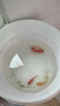 金鱼饲料观赏鱼锦鲤鱼食增色鱼粮小颗粒不浑水热带鱼食饵料粮 小颗粒适合10厘米下的鱼 20克 实拍图