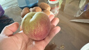 格沃斯（GEWOSI）山东青州蜜桃桃子新鲜脆桃青桃硬桃孕妇脆甜现摘 5斤精品果 实拍图
