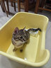疯狂的主人猫砂盆超大号半封闭式特大号猫厕所防外溅大黄油猫沙猫屎盆猫用品 实拍图