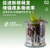 HB-101植物活力素营养液100ml促生长兰花多肉僵苗生根液养花植物通用 实拍图