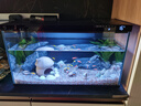 米家（MIJIA）智能生态鱼缸还原自然生态 智能鱼缸+滤芯套装 实拍图