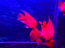 宠翰血鹦鹉鱼增红增色鱼食 观赏鱼热带鱼地图罗汉发财鱼小颗粒2斤 实拍图