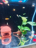 【京东物流】水草套餐 好养耐活真水草植物绿菊大叶绿九冠鱼缸 单 头 水榕沉木一份 实拍图
