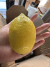 广东香水黄柠檬新鲜柠檬奶茶店专用香水黄柠檬水果产地源头直发 （带箱3斤）香水柠檬黄果单果70g起 实拍图