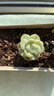 忆润蝶多肉植物带盆绿植花卉盆栽贵货老桩群生玉树玉露仙人掌肉肉 泡芙5-6cm【带盆栽好】 实拍图