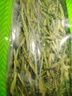 匠界金银花茶80g花草茶叶搭配菊花生甘草片胖大海枸杞子泡水喝 实拍图