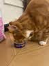 海洋之星猫零食猫罐头补水营养汤罐85g成猫幼猫肉罐 实拍图
