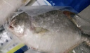 卖鱼七郎 国产冷冻金鲳鱼 3条装 净重2.7斤 海鱼特大 生鲜鱼类海鲜水产 实拍图