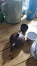 宜兴紫砂壶 大容量泡茶壶单壶家用大号功夫茶具套装 喜鹊闹梅 棕 700ml 实拍图