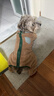 COCS狗狗衣服保暖加绒猫咪衣服冬季中小型犬泰迪博美棉衣四脚带牵引扣 卡其色 XL（建议体重12-16斤） 实拍图