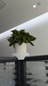 双盟绿萝盆栽除甲醛花卉绿植办公室新房净化空气110竖纹盆8盆源头直发 实拍图