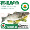 太湖海【无抗或有机认证 淡水鲈鱼】孕妇婴儿童食辅 鲜活三去鱼类水产 【有机】鲈鱼 200g*6条 实拍图