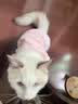 宜品达QC猫咪衣服保暖秋冬季布偶猫背心绒衣宠物小型犬狗狗小猫幼猫 高品质兔毛绒-粉色 L (6-9斤内) 实拍图