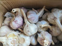 食尚半岛山东金乡鱼台大蒜农家自种干蒜新鲜蔬菜紫皮批发多瓣祘头当季 【中果】精品大蒜3斤 实拍图