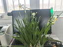 漳州水仙花种球盆栽水养大球带花苞水培绿植物种子室内外四季好养 【中小】漳州水仙11球/周长10+盆+矮壮素营养液 晒单实拍图
