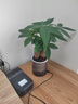 发财树盆栽大植物室内办公室桌面客厅小盆景招财树苗绿植花卉盆栽 三杆发财树 5-8cm【繁星吸水盆】 【送肥料】 实拍图