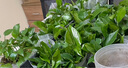 双盟 绿萝盆栽除甲醛花卉绿植办公室新房净化空气110款10盆装源头直发 实拍图