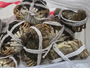 【活蟹】宿有千香霸王蟹鲜活大闸蟹公5.0-5.3两 母4.0-4.3两 4对8只螃蟹源头直发 实拍图