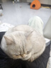 宠物配方羊奶粉   猫粮狗粮营养狗狗猫咪专用 全期通用 15g*1袋（无盒） 实拍图