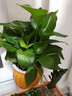 【绿萝盆栽】吸甲醛净化空气水培绿植物懒人花卉好养搬家礼物全 【热销5盆】绿萝+橙色南瓜盆自吸水 整体含盆高度20-25cm 实拍图