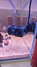 森森（SUNSUN）造浪泵鱼缸水族箱冲浪泵耀蓝造流吹粪便吹鱼便 吸盘款5W 流量调节 适合60-80cm鱼缸 实拍图
