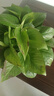 双盟绿萝盆栽除甲醛花卉绿植办公室新房净化空气 120款10盆源头直发 实拍图