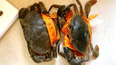 【活蟹】掌昕鲜三门青蟹 公母对蟹（8-9两/只）2只 生鲜活螃蟹海鲜水产礼盒装源头直发 实拍图