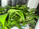 双盟绿萝盆栽除甲醛花卉绿植办公室新房净化空气180加仑2盆装源头直发 实拍图