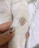 爱波克宠物止痒药狗狗皮肤病专用猫狗癣真菌感染溃烂瘙痒皮炎湿疹 1瓶【猫狗皮肤病】兽医推荐 实拍图