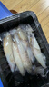 卖鱼七郎全籽笔管鱼净重1.8斤鱿鱼海兔子籽乌满籽带籽火锅食材软足类海鲜 实拍图