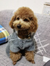 阿莫尔猫咪衣服加厚秋冬装保暖棉衣泰迪比熊雪纳瑞小型犬狗狗宠物四脚衣 灰色变身装 XL(建议10-13斤参考胸围背长) 实拍图
