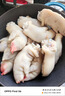 【顺丰】现杀土猪蹄10只带筋整只新鲜农家小香猪散养猪手猪脚前后 带筋土猪蹄1只【冷链速发】 实拍图