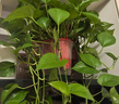 双盟绿萝盆栽除甲醛花卉绿植办公室新房净化空气180加仑2盆装源头直发 实拍图