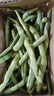 农家四季豆新鲜现摘云南长扁豆角农家应当季蔬菜芸豆现摘菜豆 新鲜四季豆2斤带箱 实拍图
