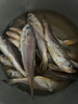 舟山海捕小黄鱼野生细麟小黄鱼新鲜速冻生鲜鱼类火锅食材 500g（约15-18条/斤） 实拍图