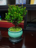 小叶赤楠盆景植物办公花卉基地直销批发绿植盆栽室内摆件花卉绿植 赤楠+绿色裂纹盆+苔藓+圆底座 实拍图