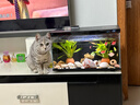 米家（MIJIA）小米米家智能生态鱼缸还原自然生态补仓一次三月无忧出差旅行必备 实拍图