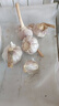 京喜自营精选大蒜水果蒜调料蔬菜火锅烧烤牛肉小龙虾食材 优选5-6头 100g 单果3.5-5cm 实拍图