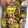 龙味福乳山生蚝鲜活到家牡蛎新鲜海蛎子火锅烧烤海鲜刺身 【采销推荐】4XL带箱5斤(11-13只) 实拍图