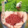 元气森林好自在红枣枸杞水 红豆薏米植物饮料茶饮料饮品整箱装 500ml*15瓶 红豆薏米水500mL*15瓶 实拍图