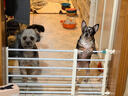 憨憨乐园 【不同高度可叠加使用】宠物门栏猫围栏隔离门狗狗栏杆室内护栏免打孔可伸缩狗栅栏-白色 高36cm-适用宽度56-100cm 实拍图
