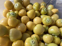 京喜加姑娘果菇娘果灯笼果新鲜水果精品商超品质发财2 商超品质 【尝鲜】净重1斤装 实拍图