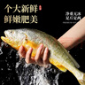 鲜喜利舟山大黄鱼礼盒深海黄花鱼鲜活冷冻生鲜海鲜年货礼包新鲜水产商用 2条无礼盒（单条净重1斤） 实拍图