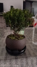 八芽 小叶赤楠盆景摆件室内绿植花卉盆栽老桩客厅办公室桌面好养植物 （【热销款】舍得紫砂盆赤楠+苔藓+底座） 实拍图