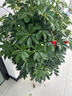 植男植女天堂鸟盆栽客厅室内好养大型落地真绿植办公室大叶植物源头直发 实拍图