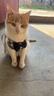 加仕高宠物猫绳胸背带遛猫绳防挣脱猫链子猫咪牵引绳可调节带铃铛S号 实拍图