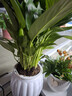爱优尚白掌盆栽花卉植物室内防辐射净化空气开花桌面小植物源头直发 实拍图