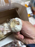 食尚半岛山东金乡鱼台大蒜农家自种干蒜新鲜蔬菜紫皮批发多瓣祘头当季 【中果】精品大蒜3斤 实拍图