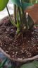 德沃多进口纯泥炭土12L园艺植物营养土通用养花土种菜土壤兰花多肉育苗 实拍图