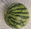 京鲜生 无籽麒麟大西瓜 1粒装 7-9斤 生鲜水果 实拍图